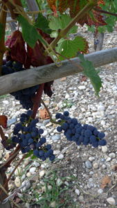 grapes